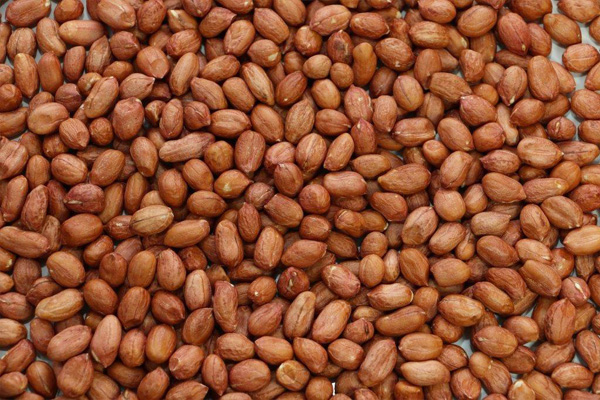 Raw peanut with Skin 38/42 » COPLANA Brazilian Premium Peanuts